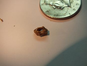 Media type: image;   Herpetology R-18364